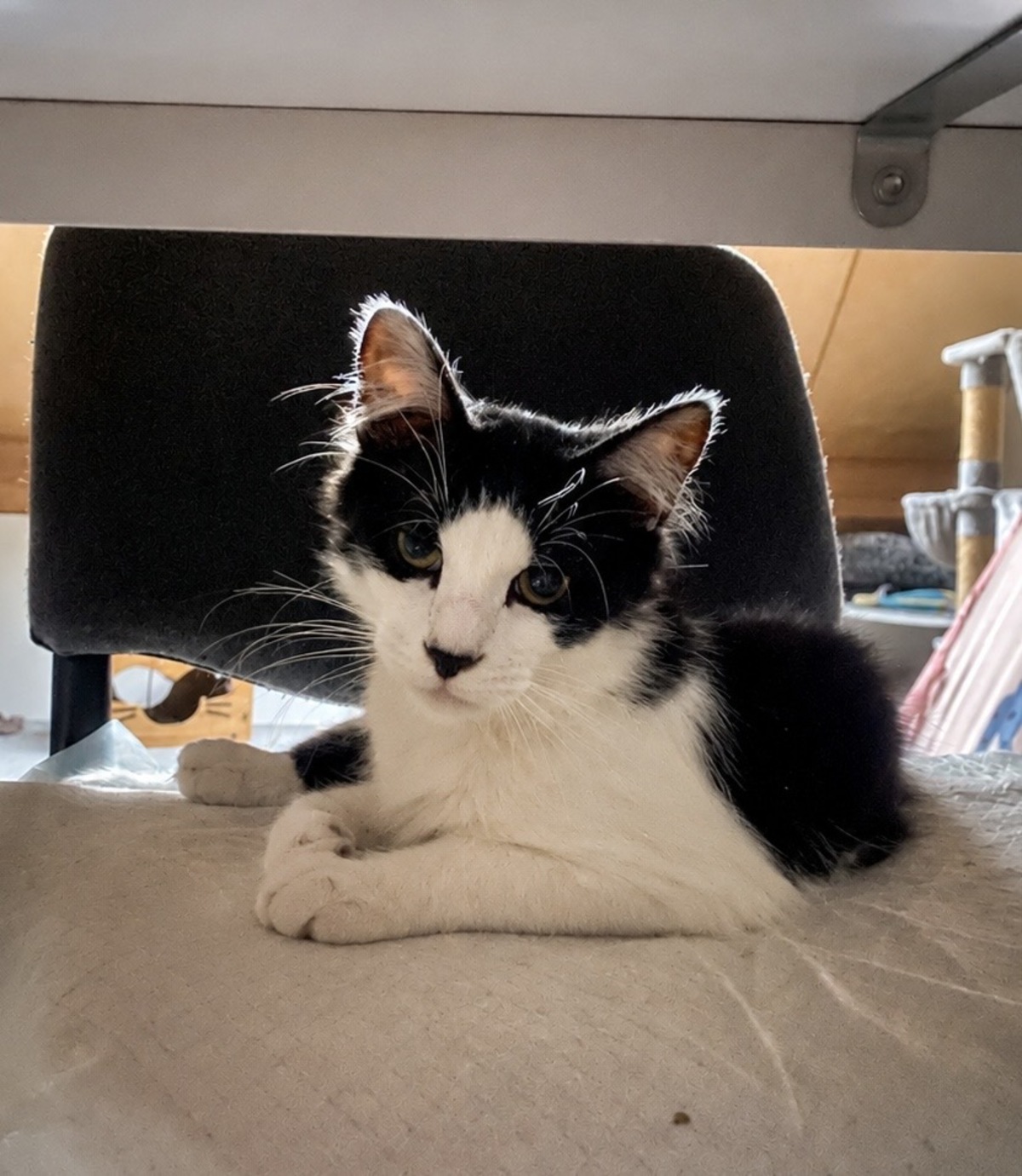 Adoption Chocapic