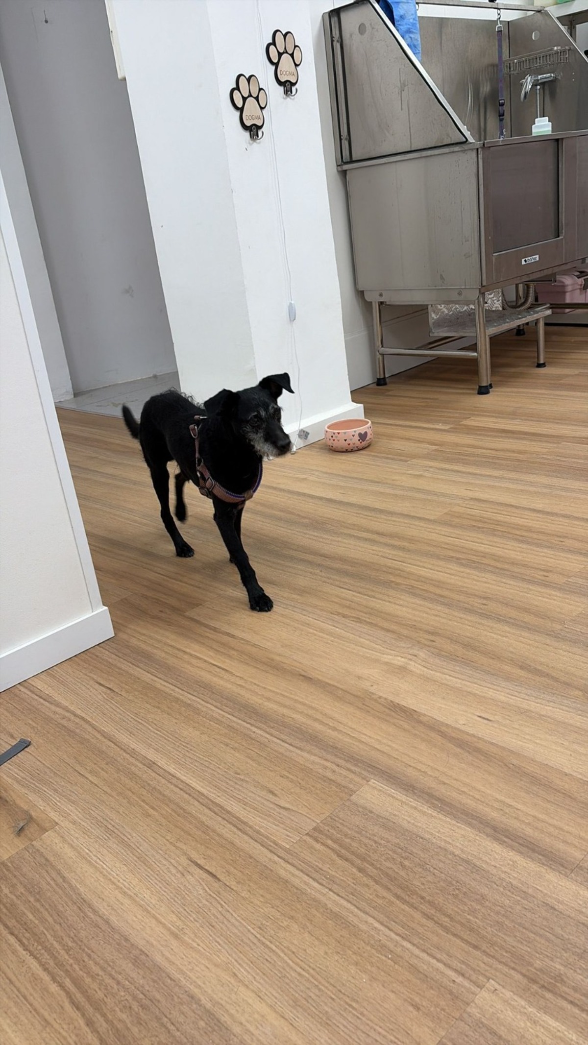 Adoption Bongo
