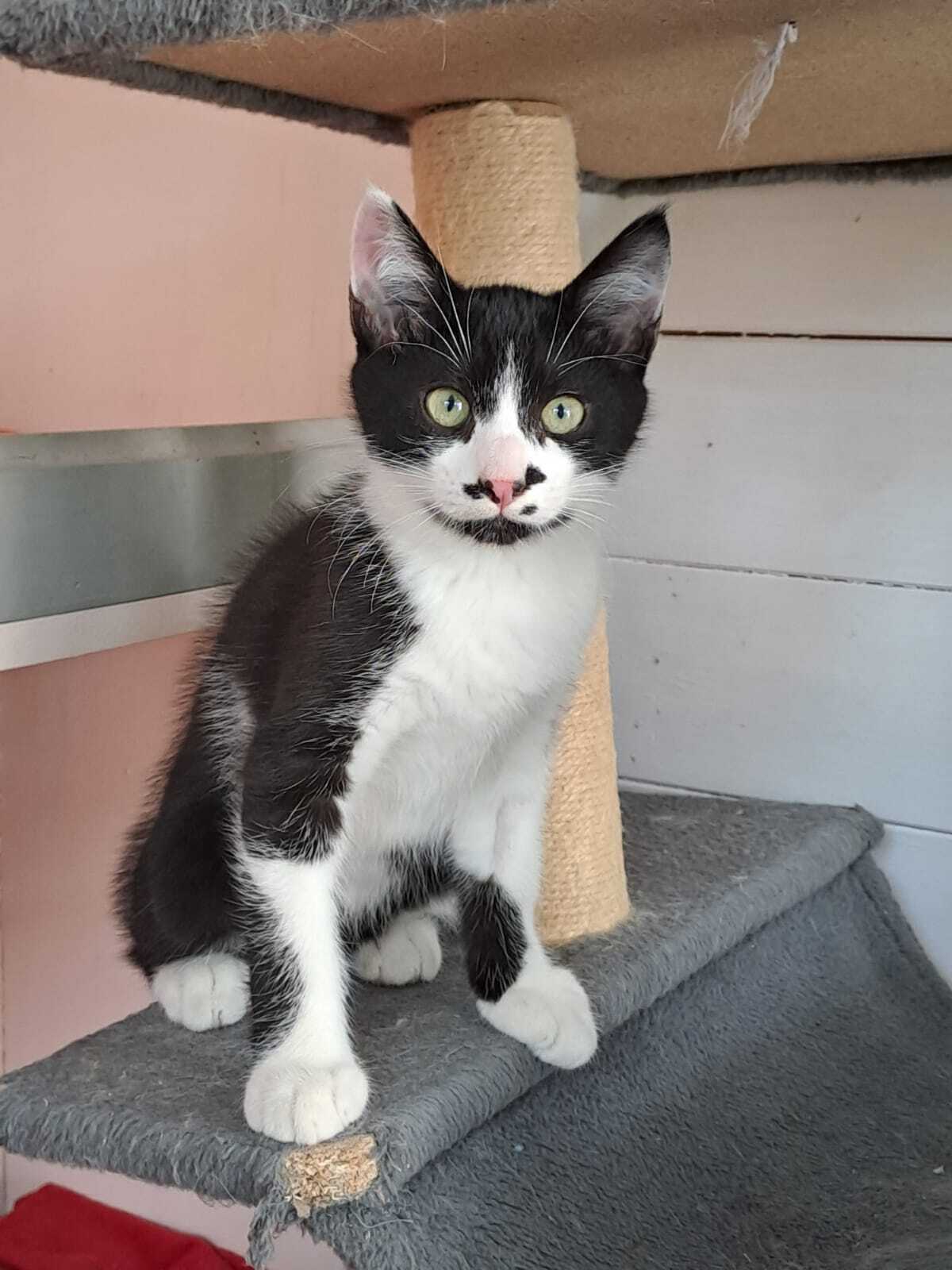 Adoption MENTHE