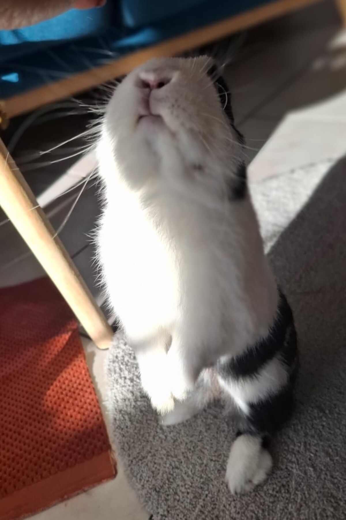 Adoption Loky