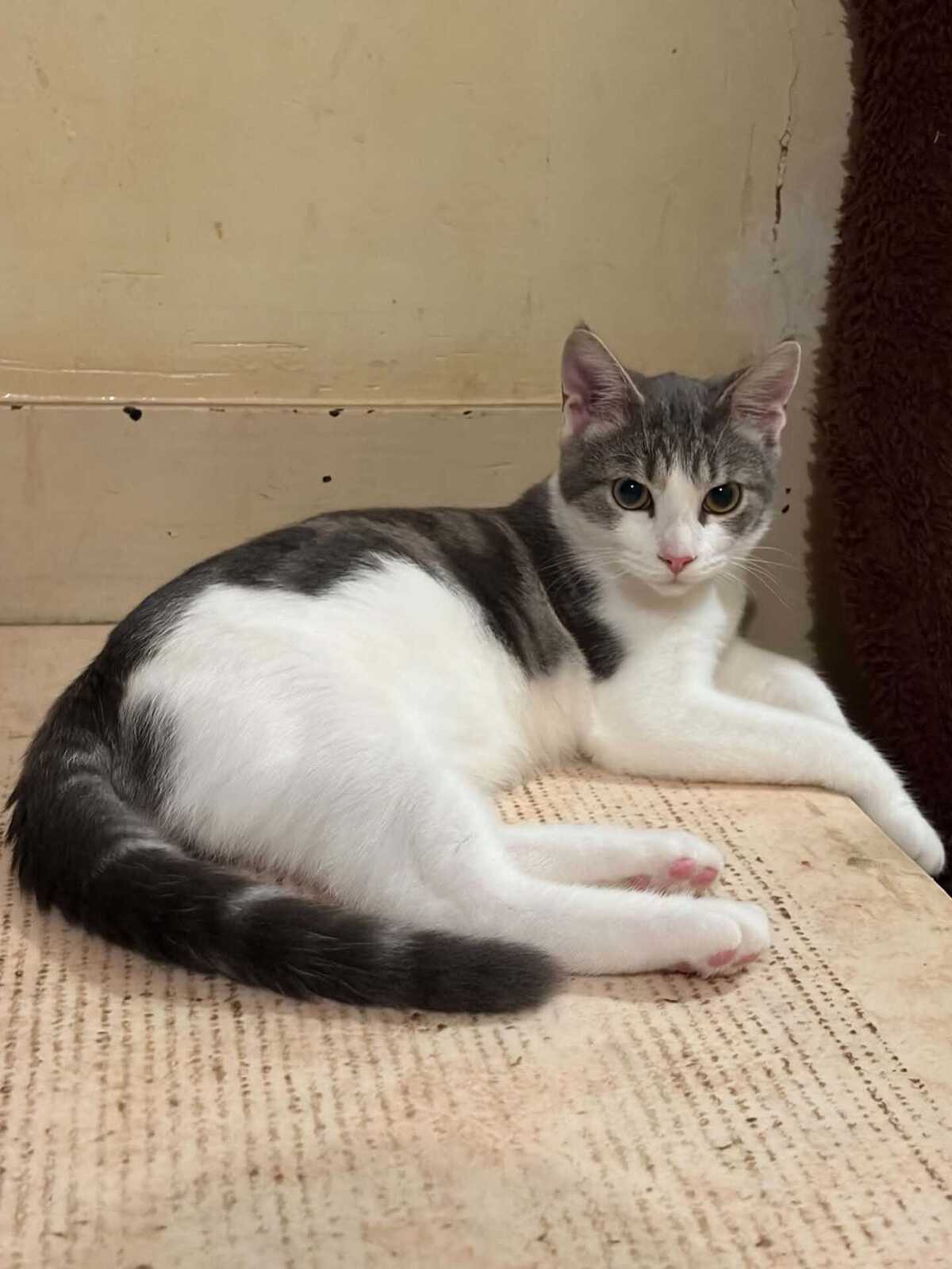 Adoption Vaï