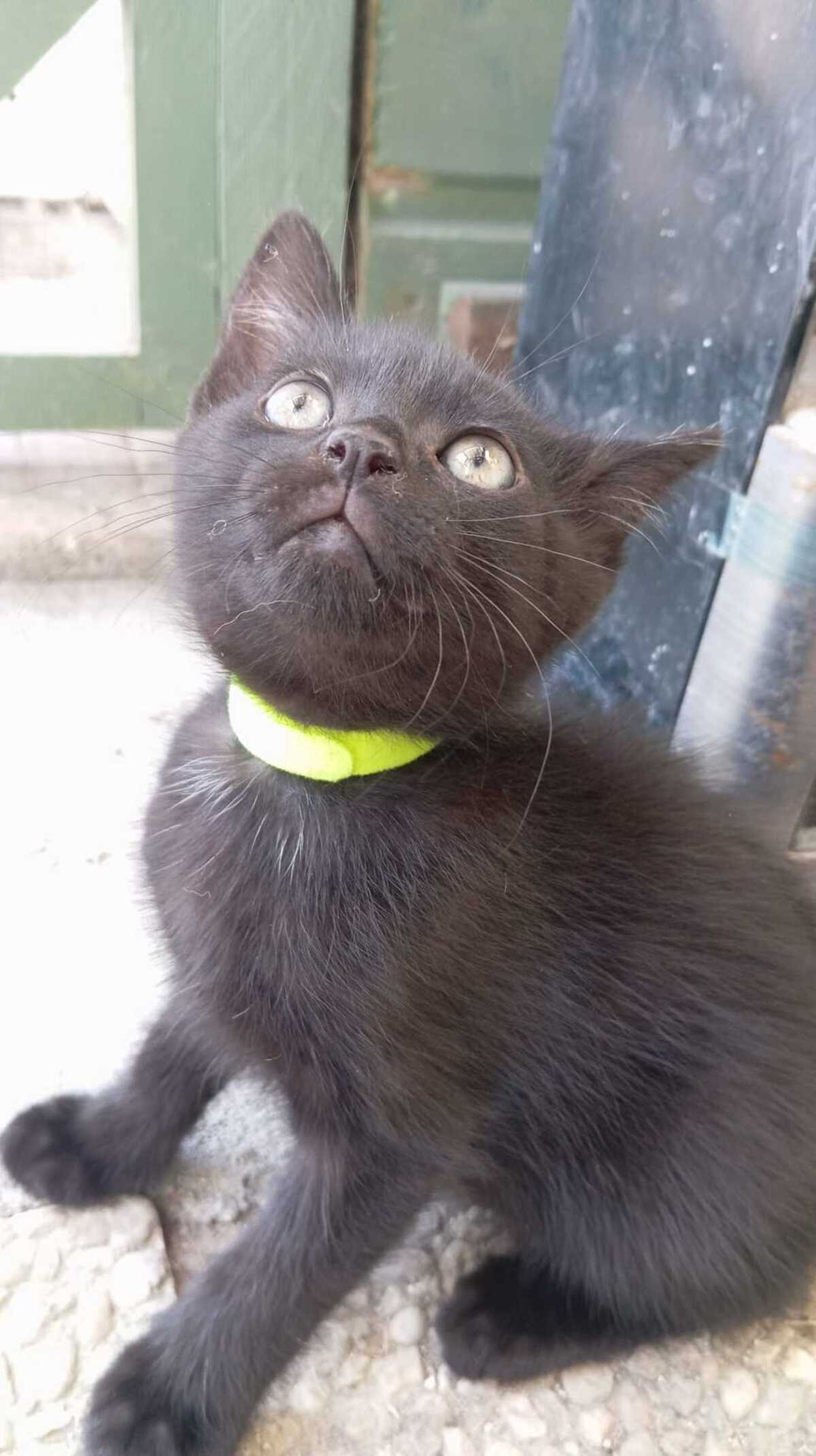 Adoption BETTY