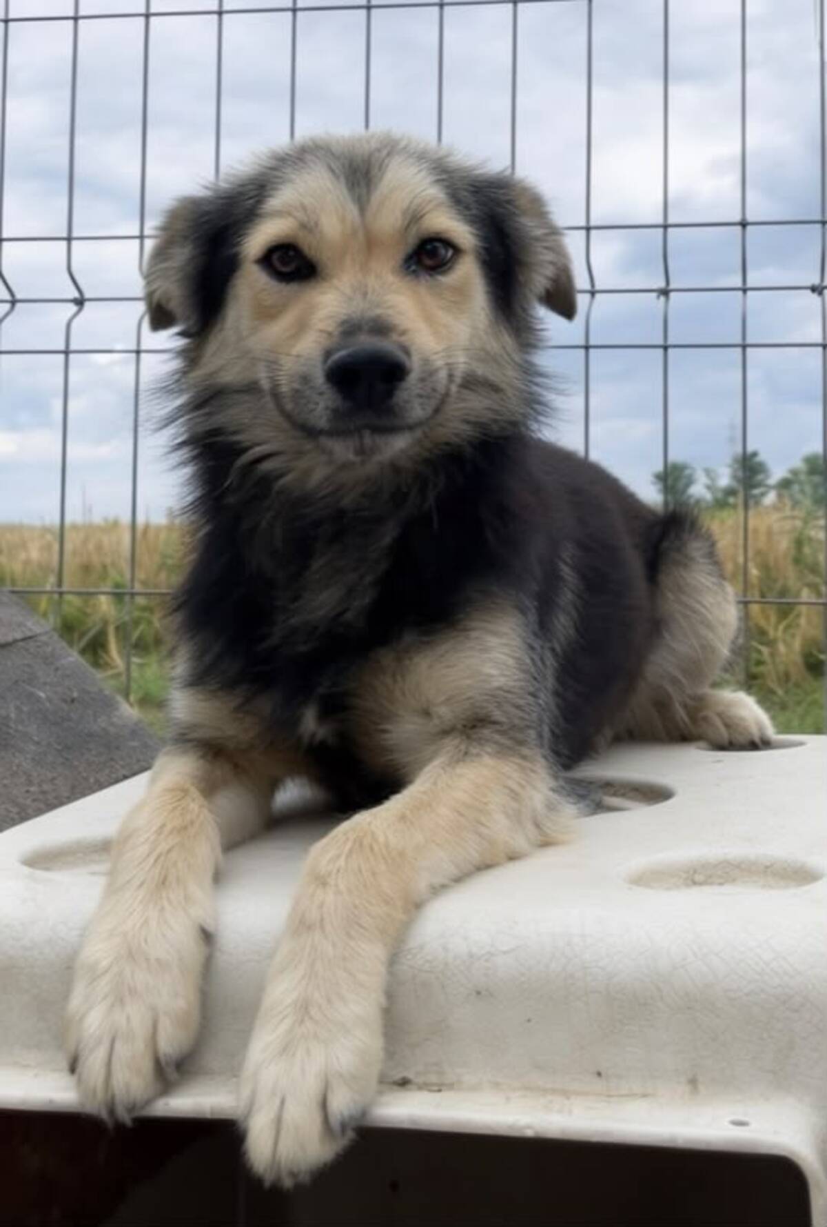 Adoption THEO