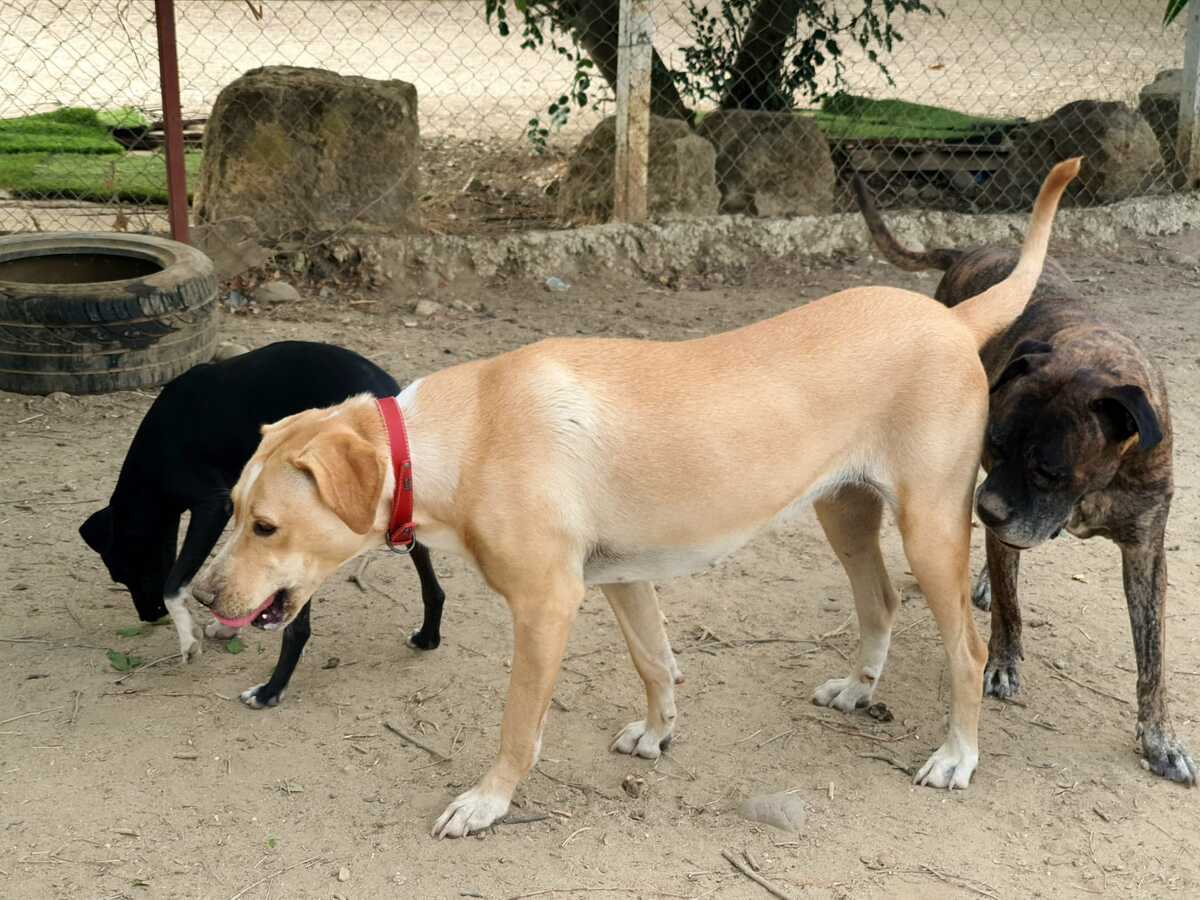 Adoption Brenda