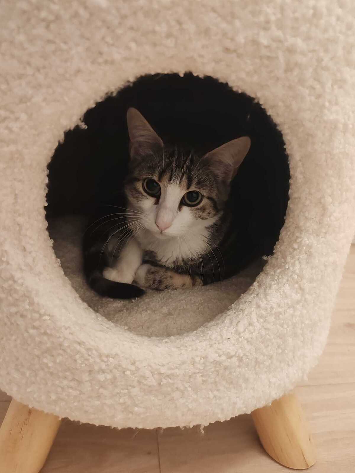 Adoption Boulette