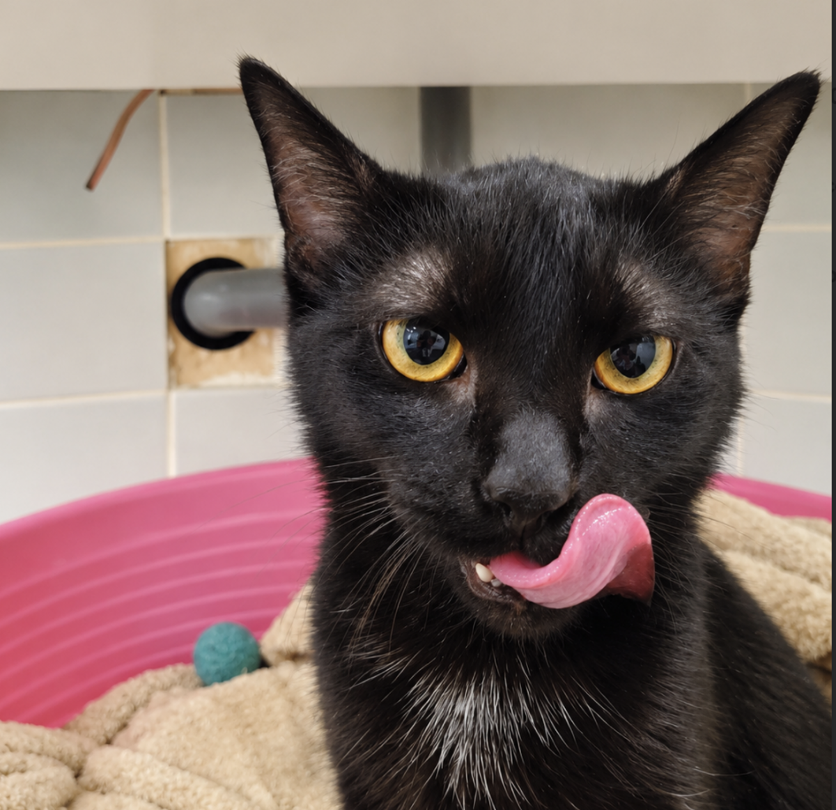 Adoption Boo