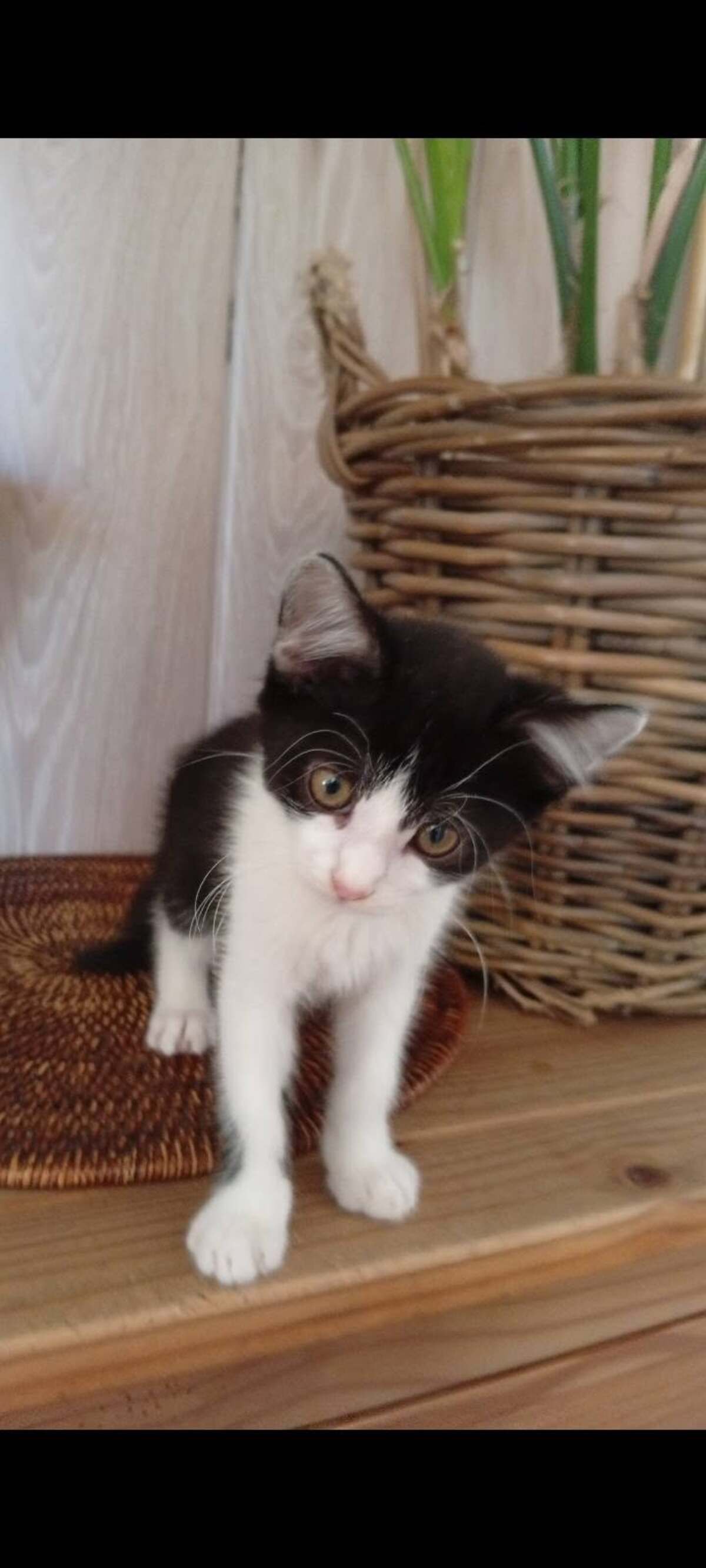 Adoption Nouny