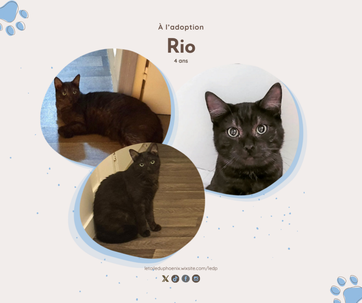 Adoption Rio