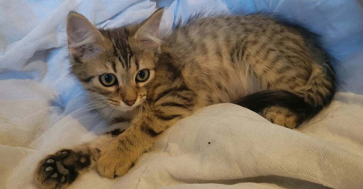 Adoption Birdie & Balthazar