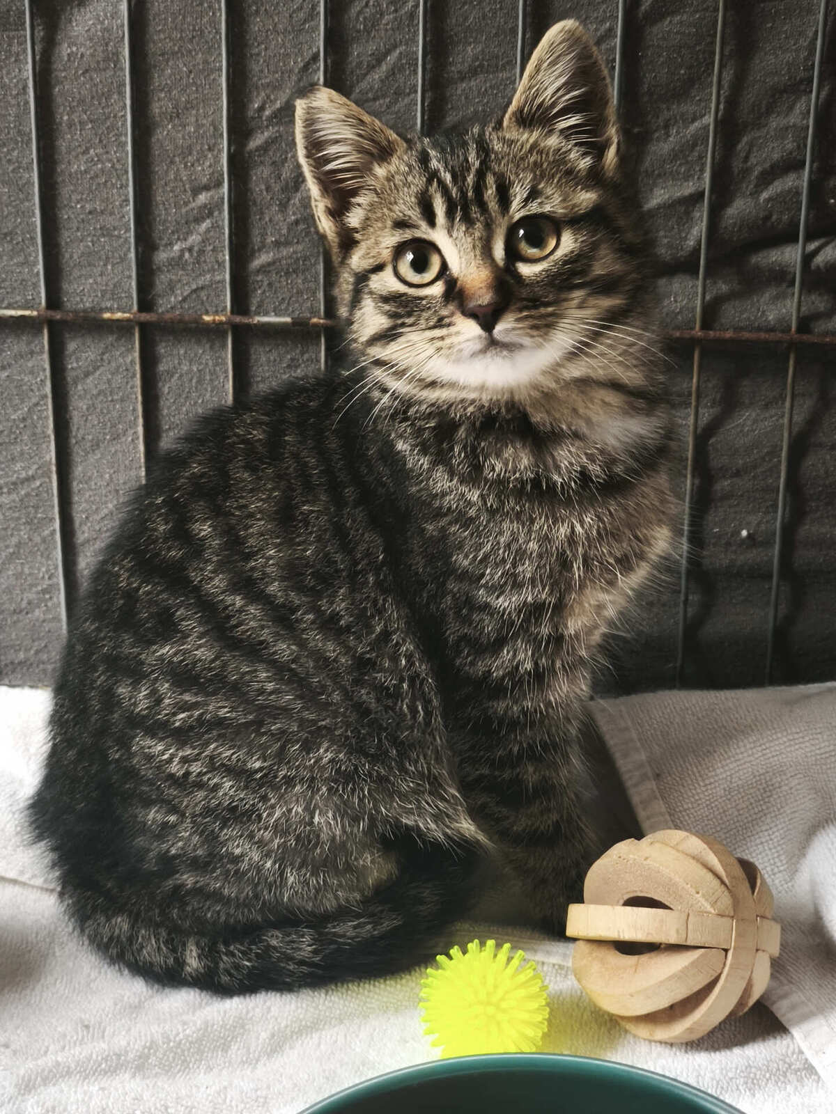 Adoption Ugli