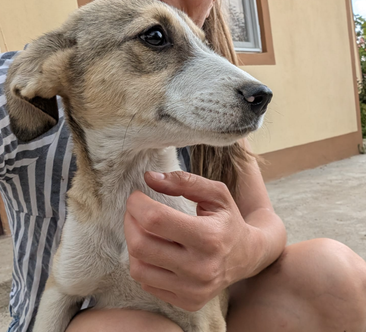 Adoption Anna-Bell