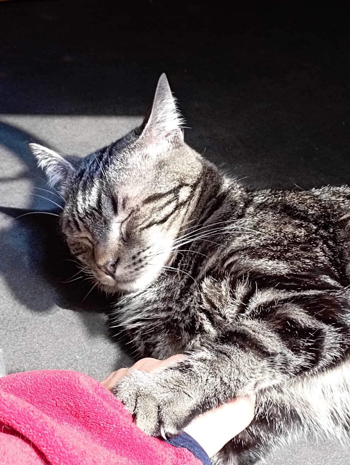 Adoption Clyde 
