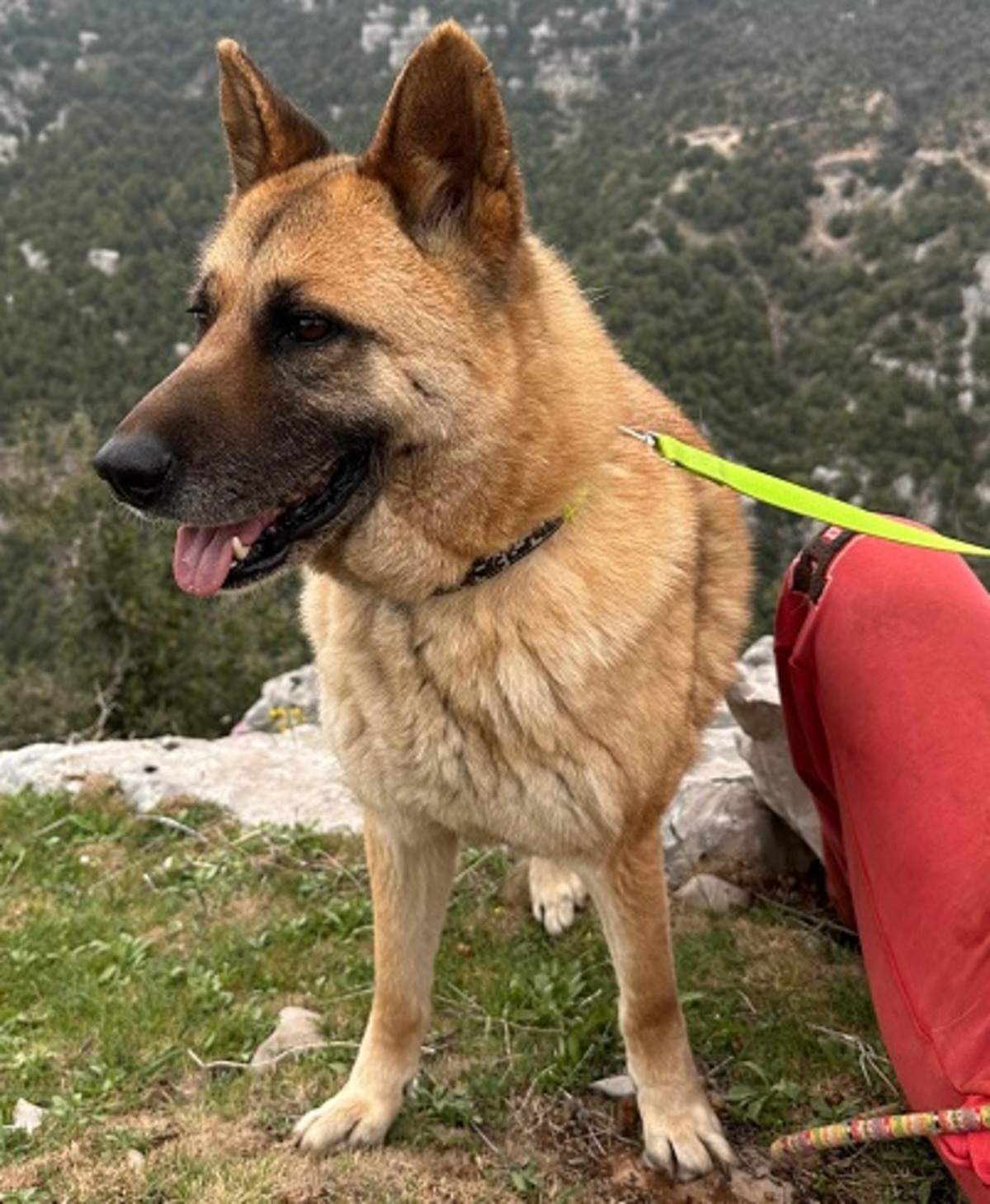 Adoption Bailey