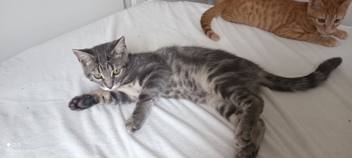 Adoption Béki