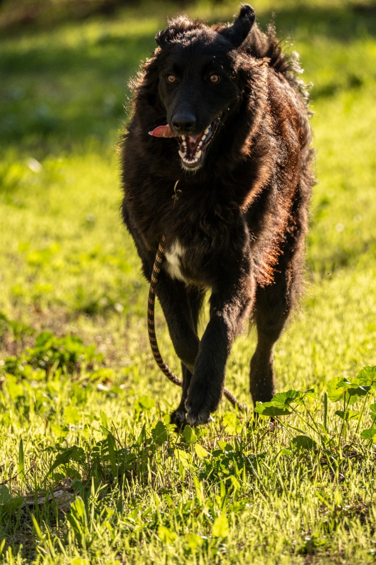 Adoption Baloo