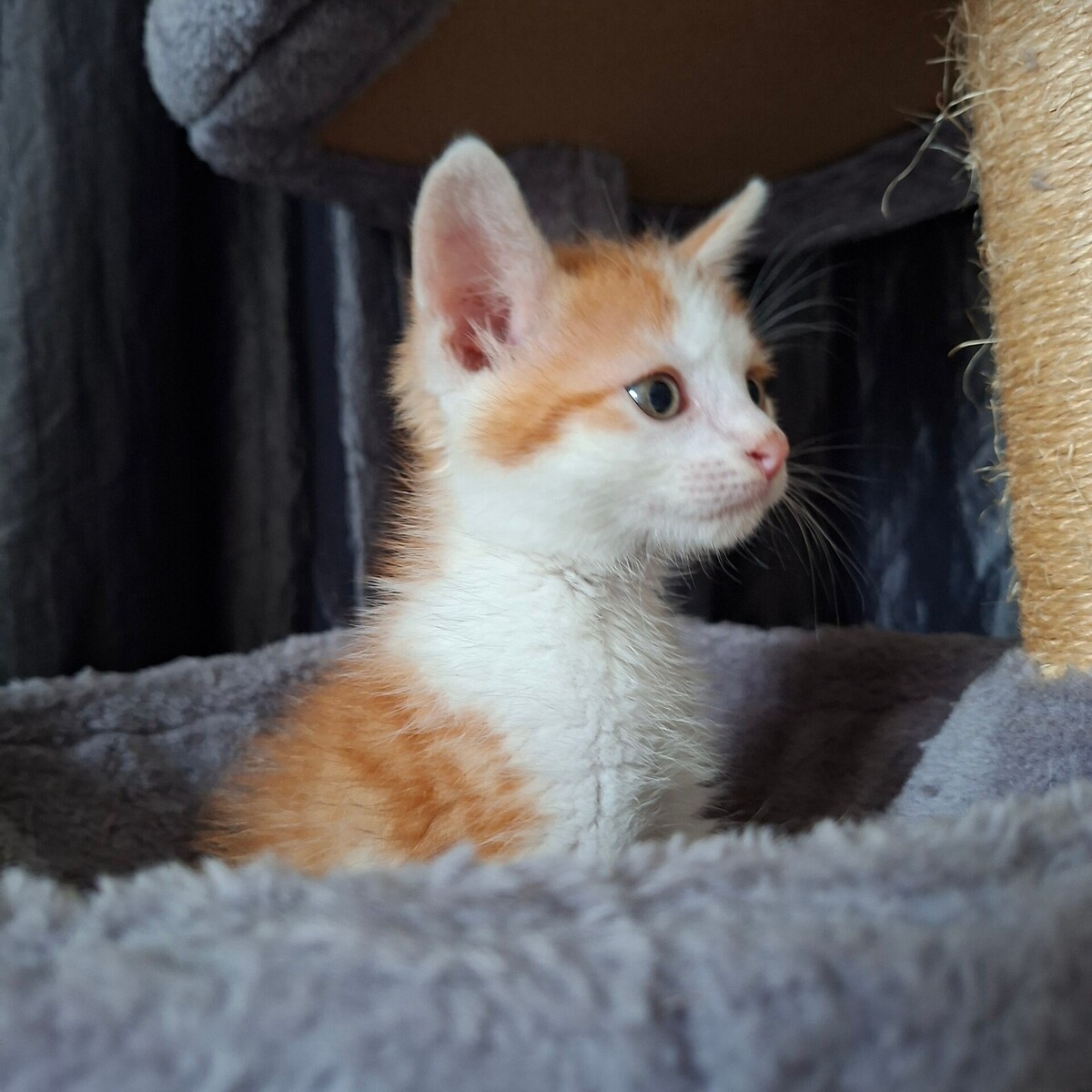 Adoption Blagueur