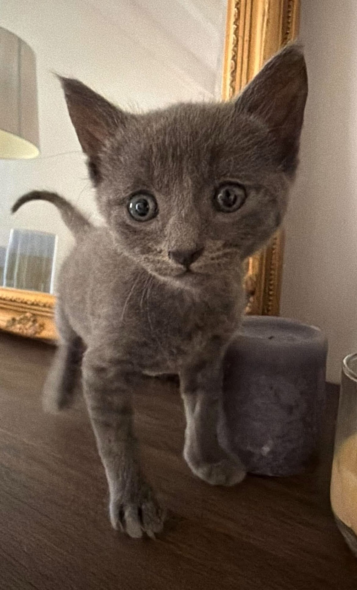 Adoption Biggyx 