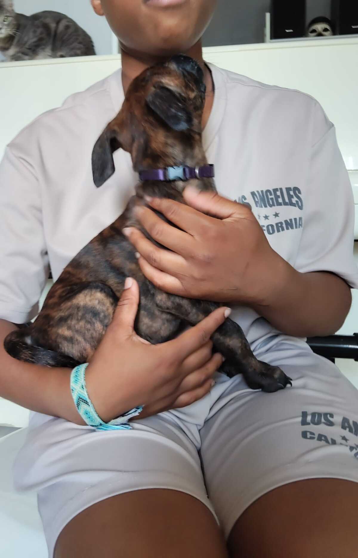 Adoption Stormy 