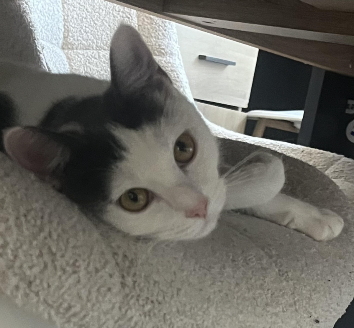 Adoption Celeste