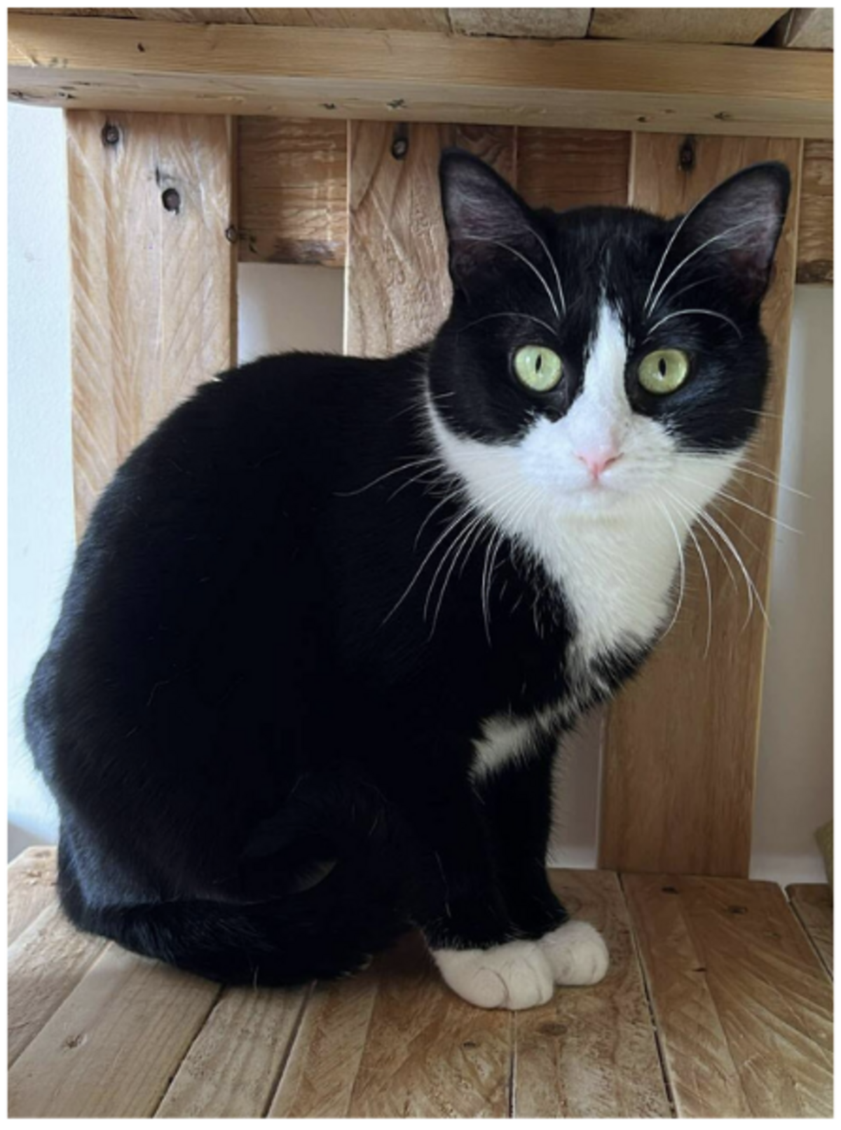 Adoption Serena