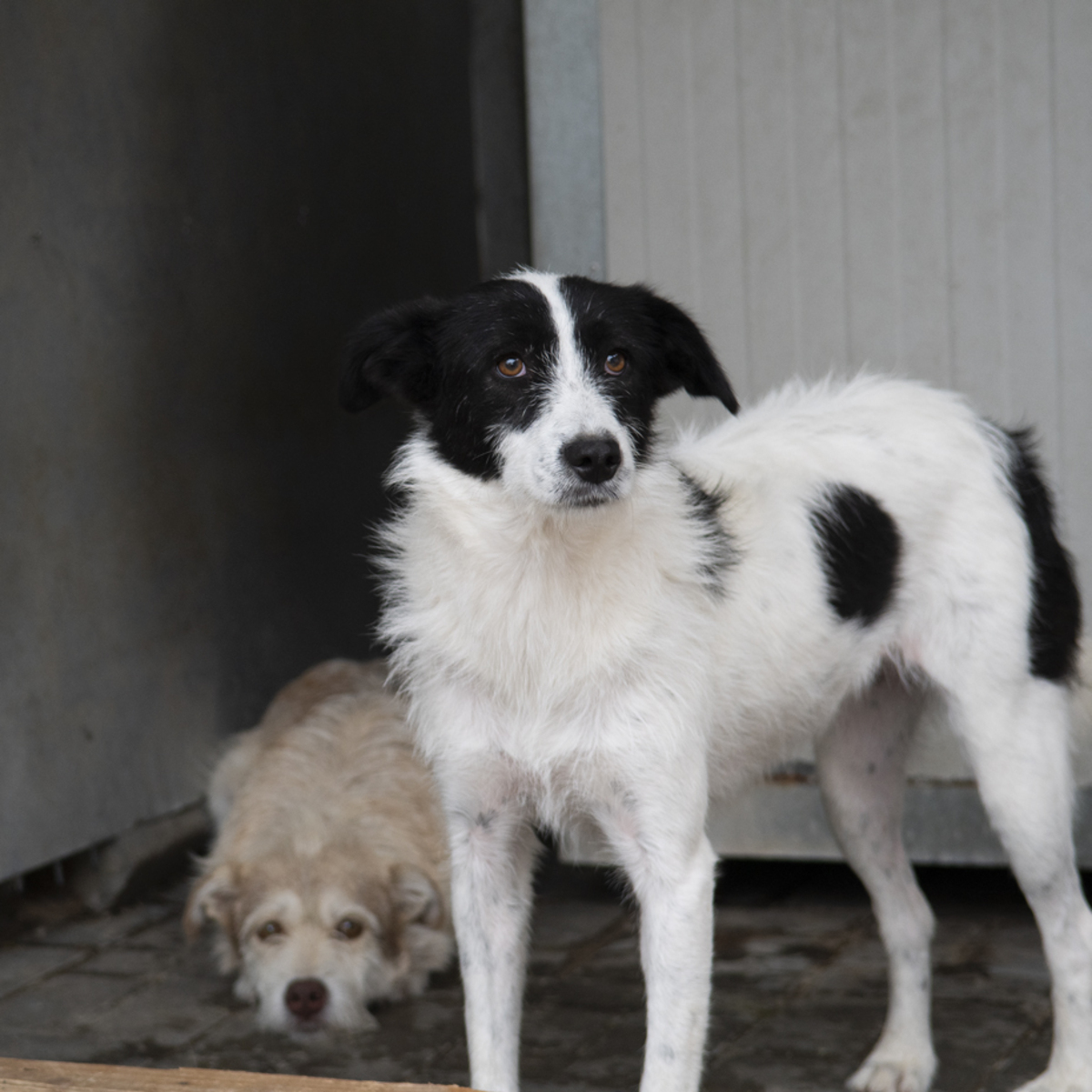Adoption Thelma