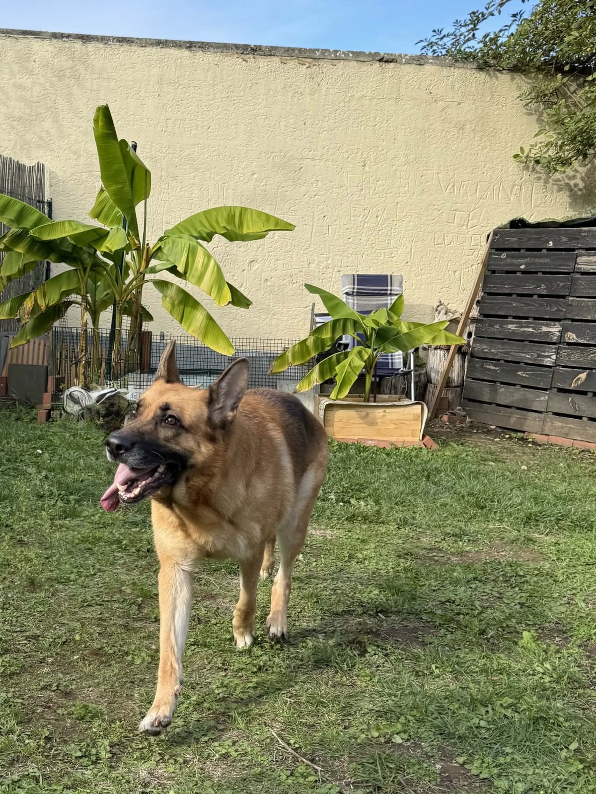 Adoption Daya