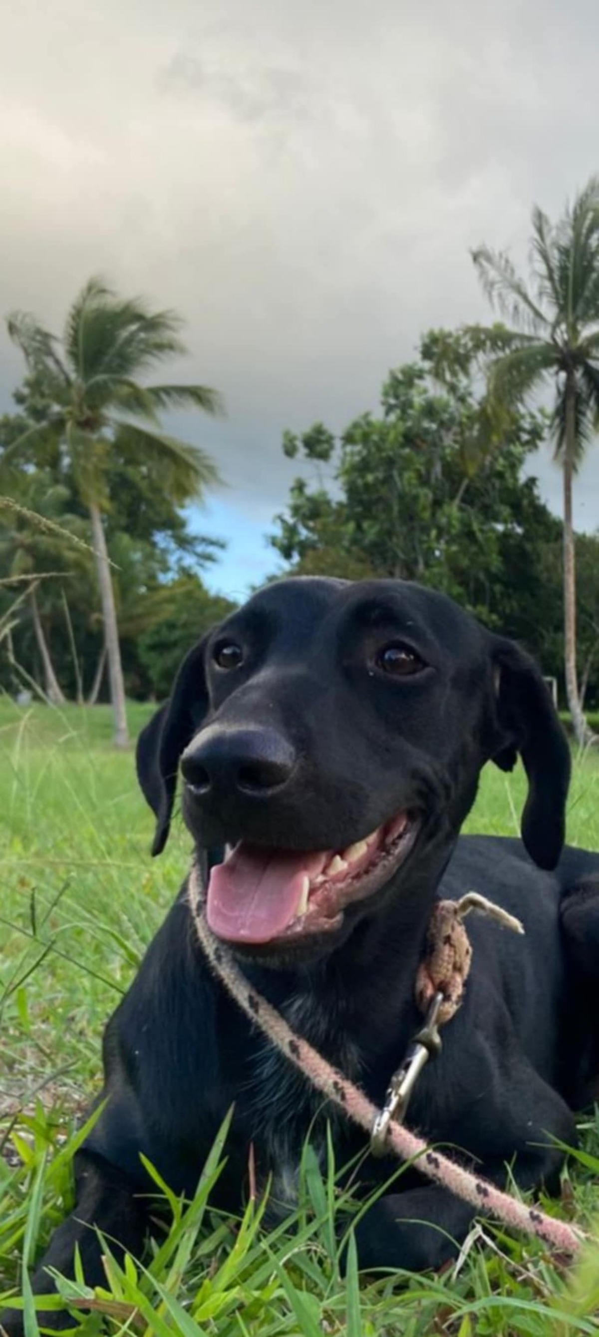 Adoption NEMO