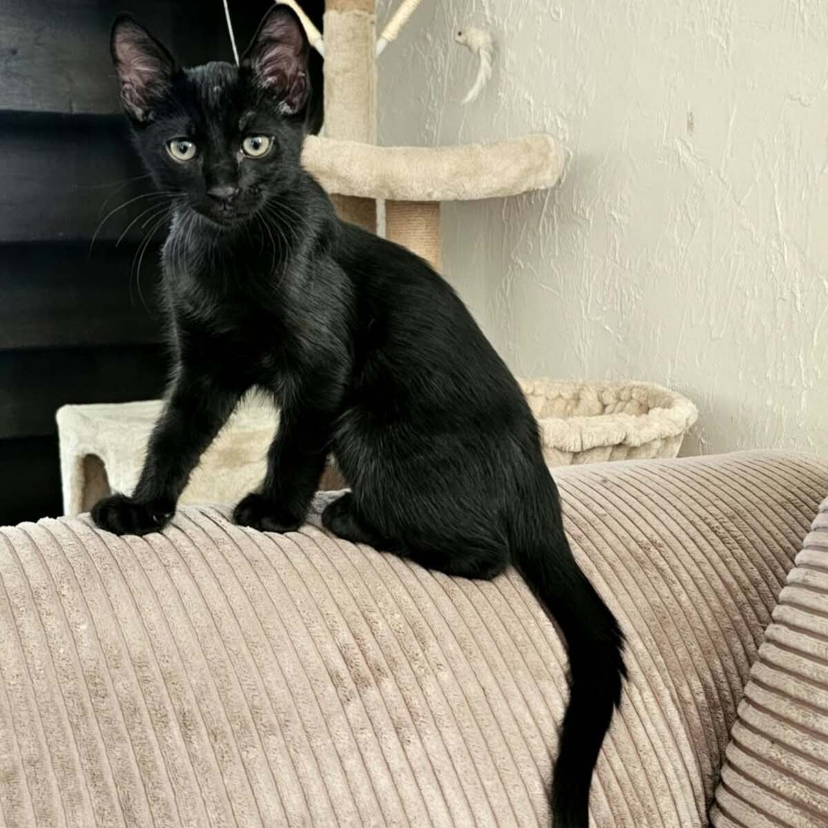 Adoption Grover