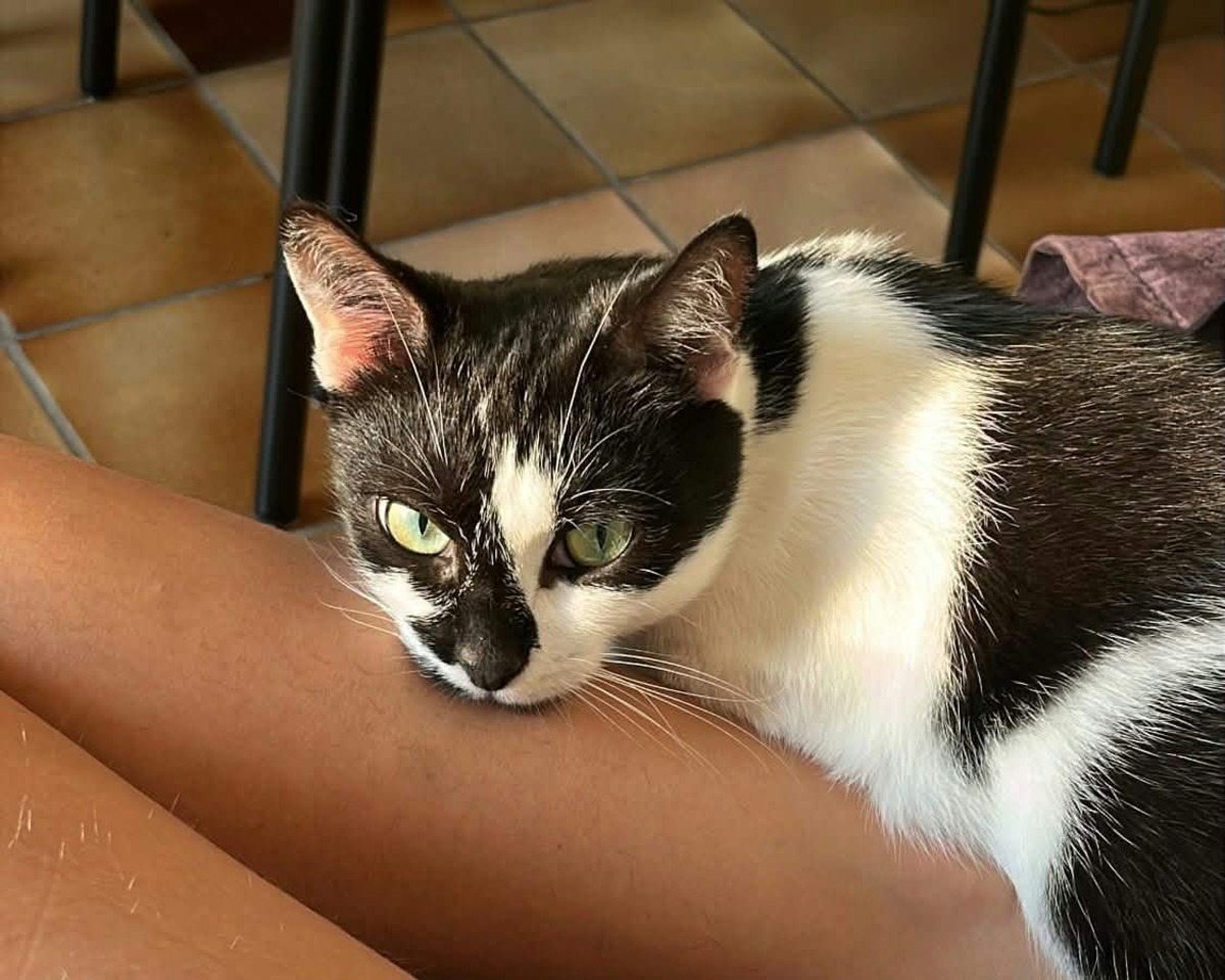 Adoption Juliette