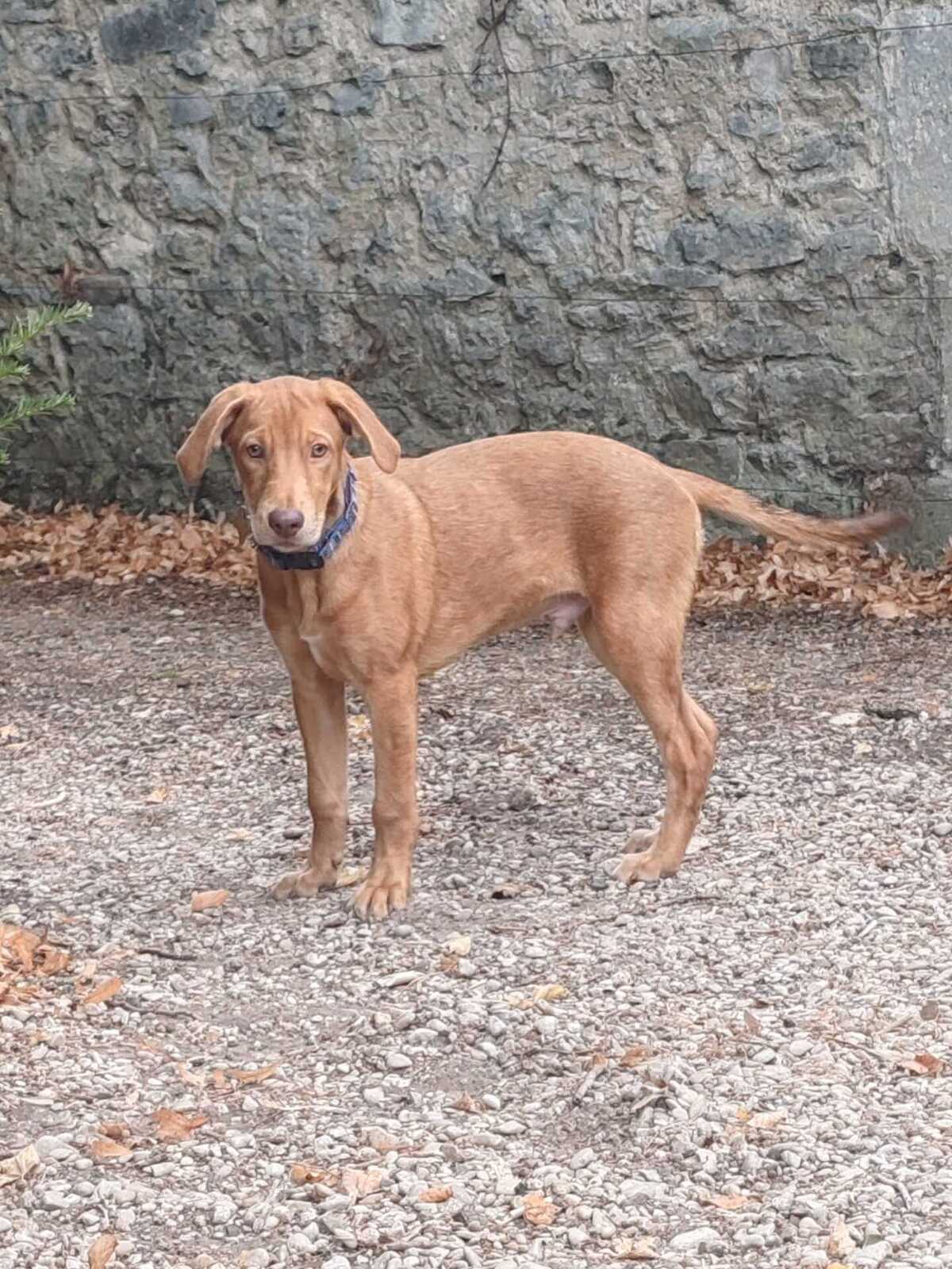 Adoption Blue