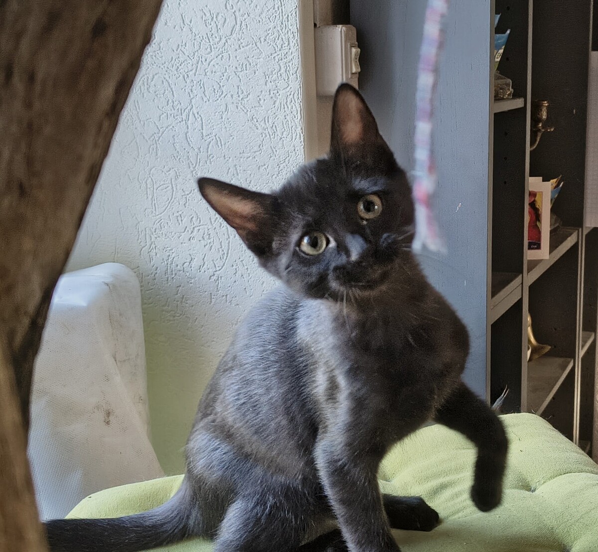 Adoption Beauté