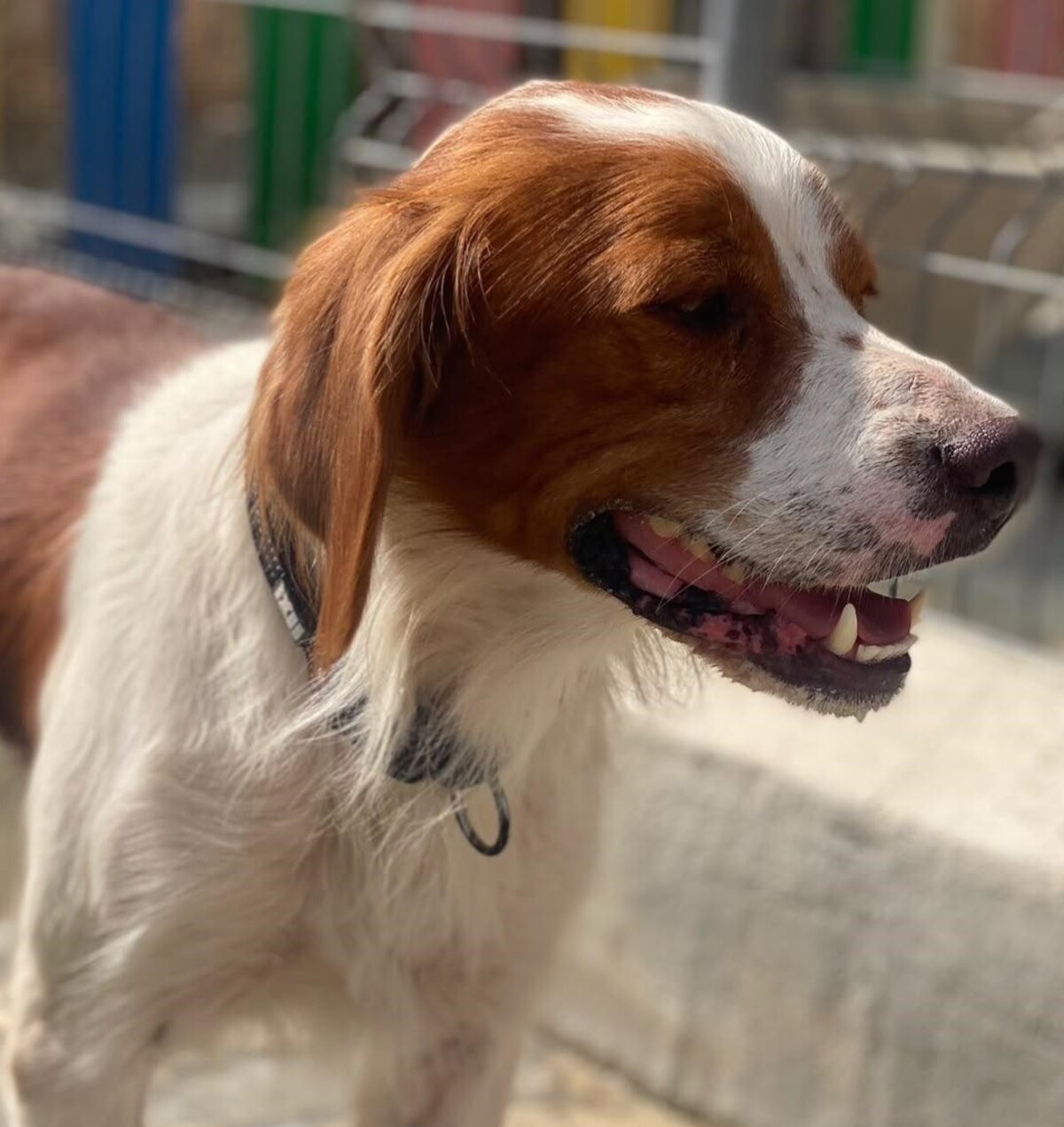 Adoption Sol