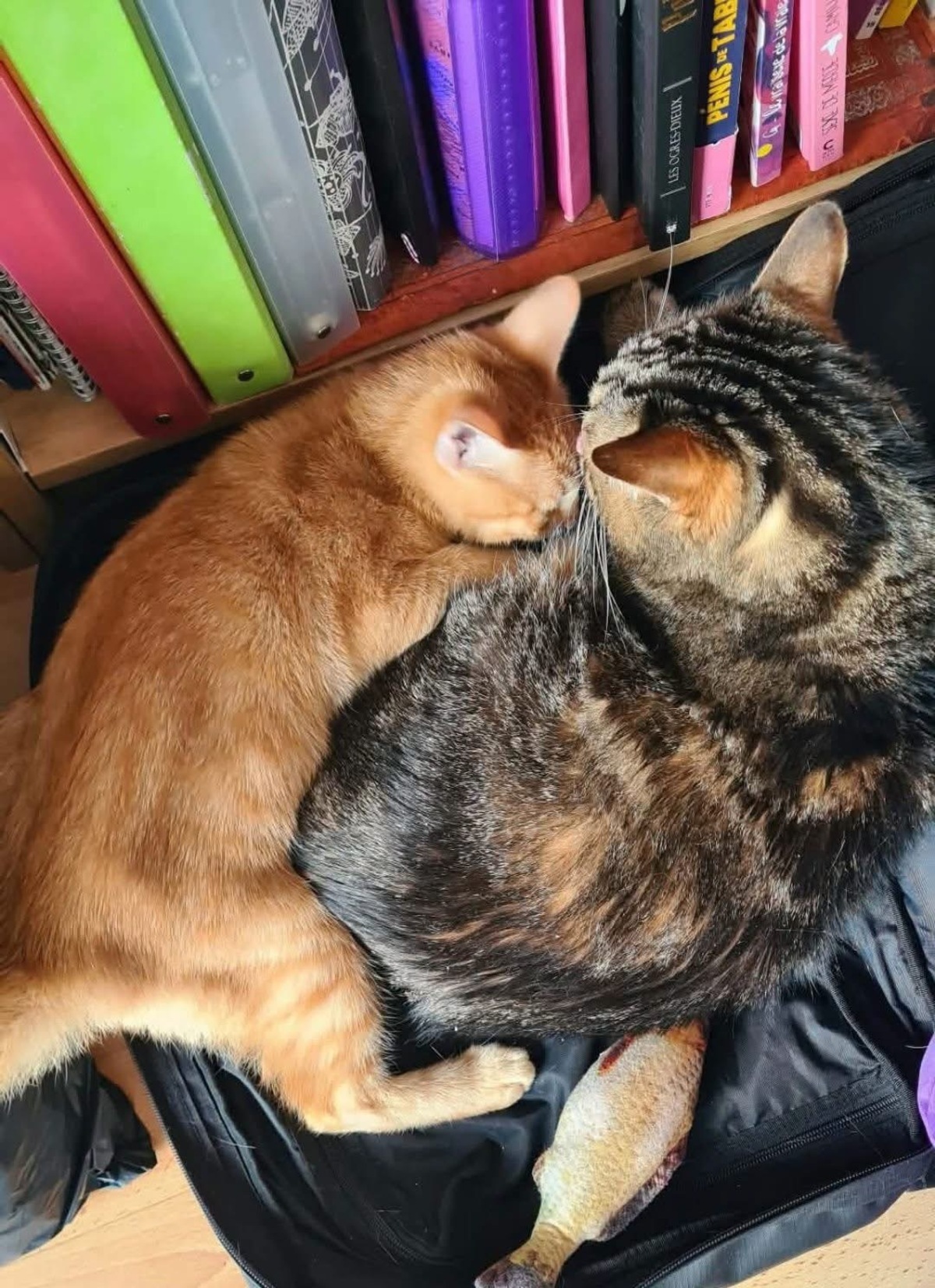 Adoption Tchoutchou 