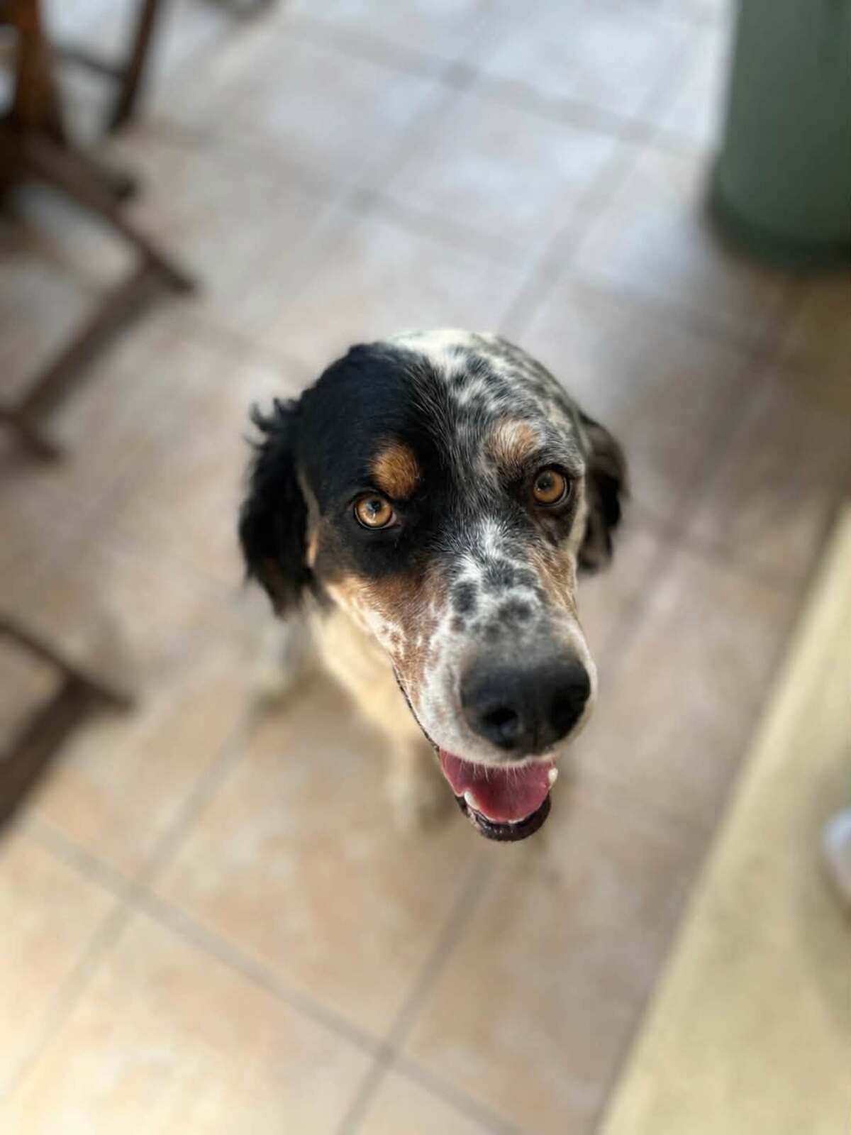 Adoption Tonnerre