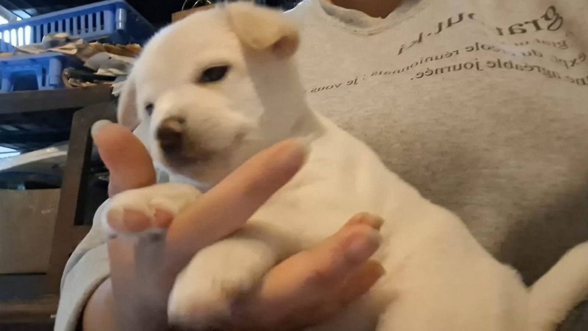 Adoption Angel