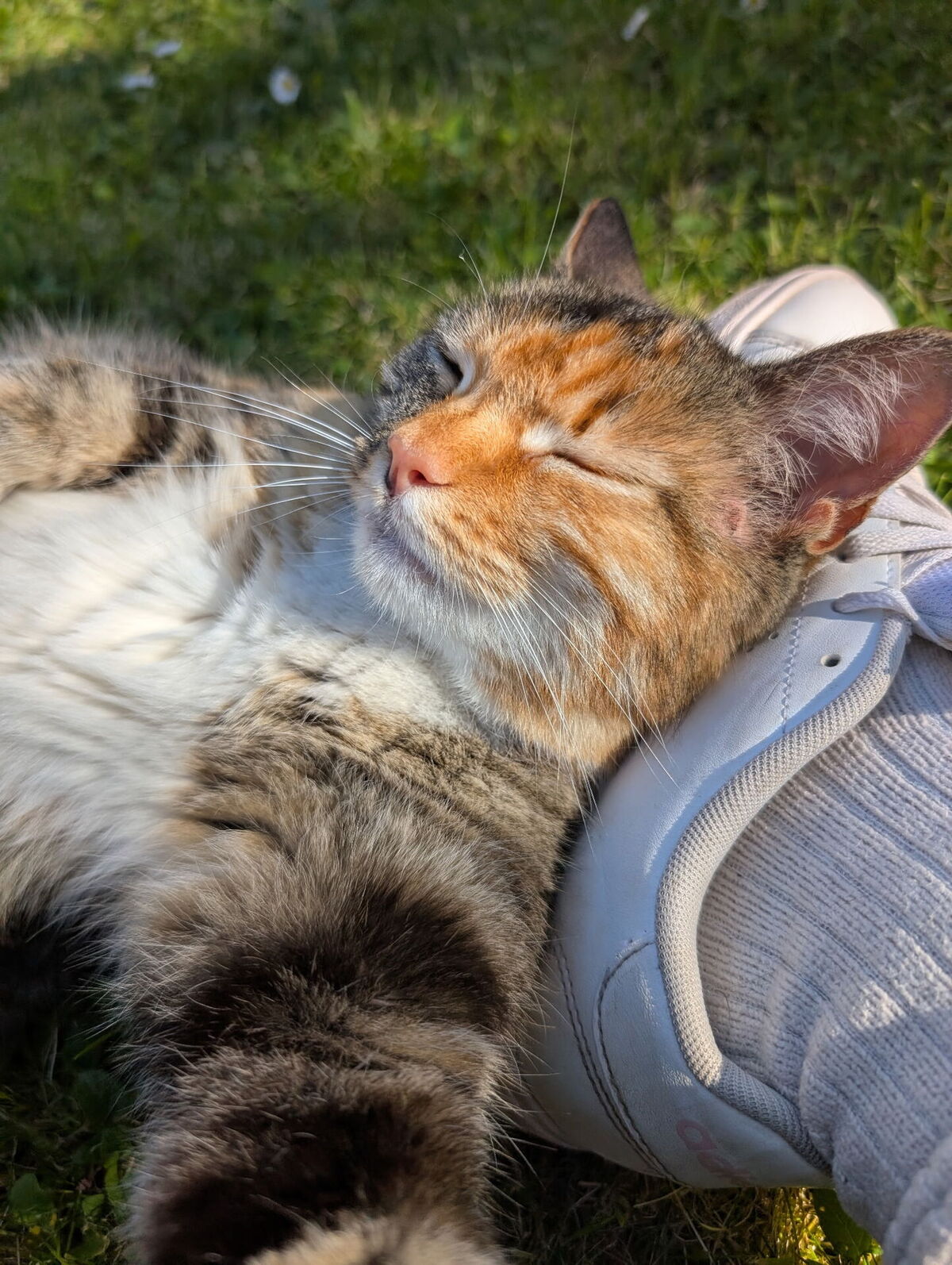 Adoption Ziza