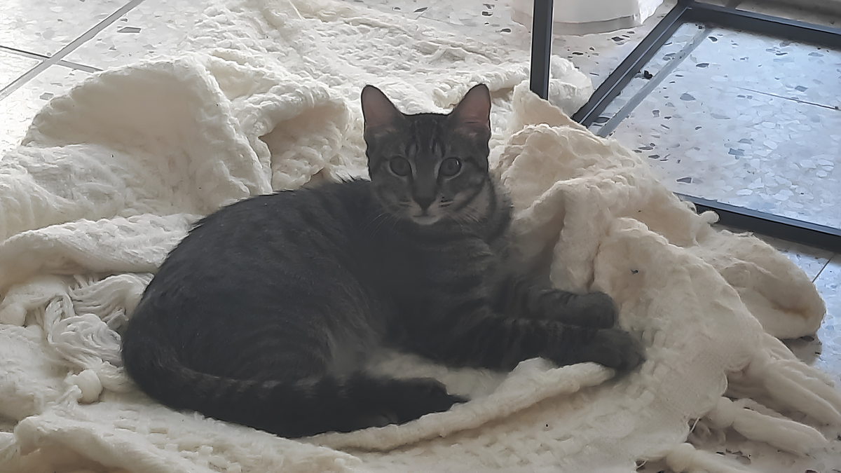Adoption Baya