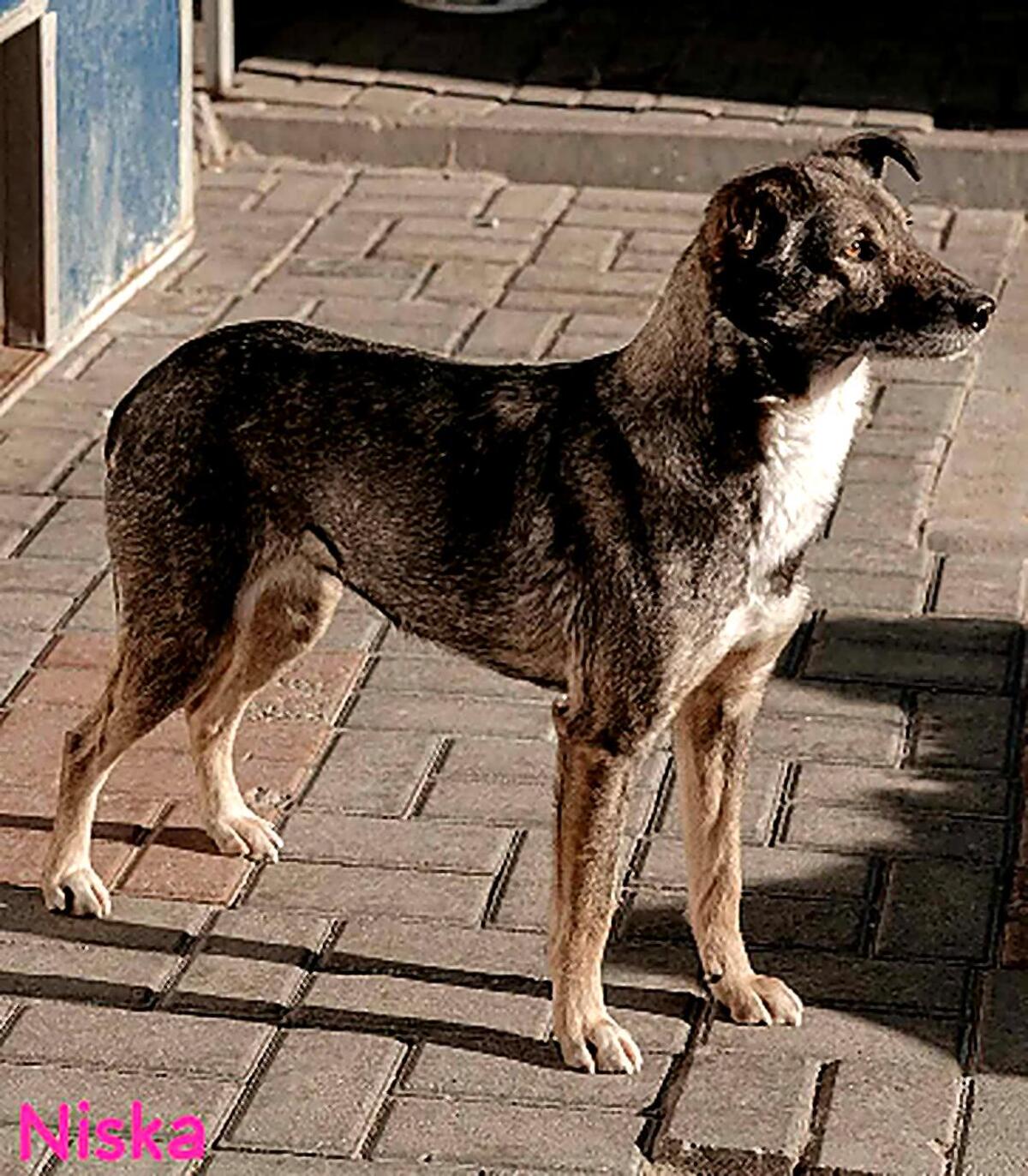 Adoption Niska