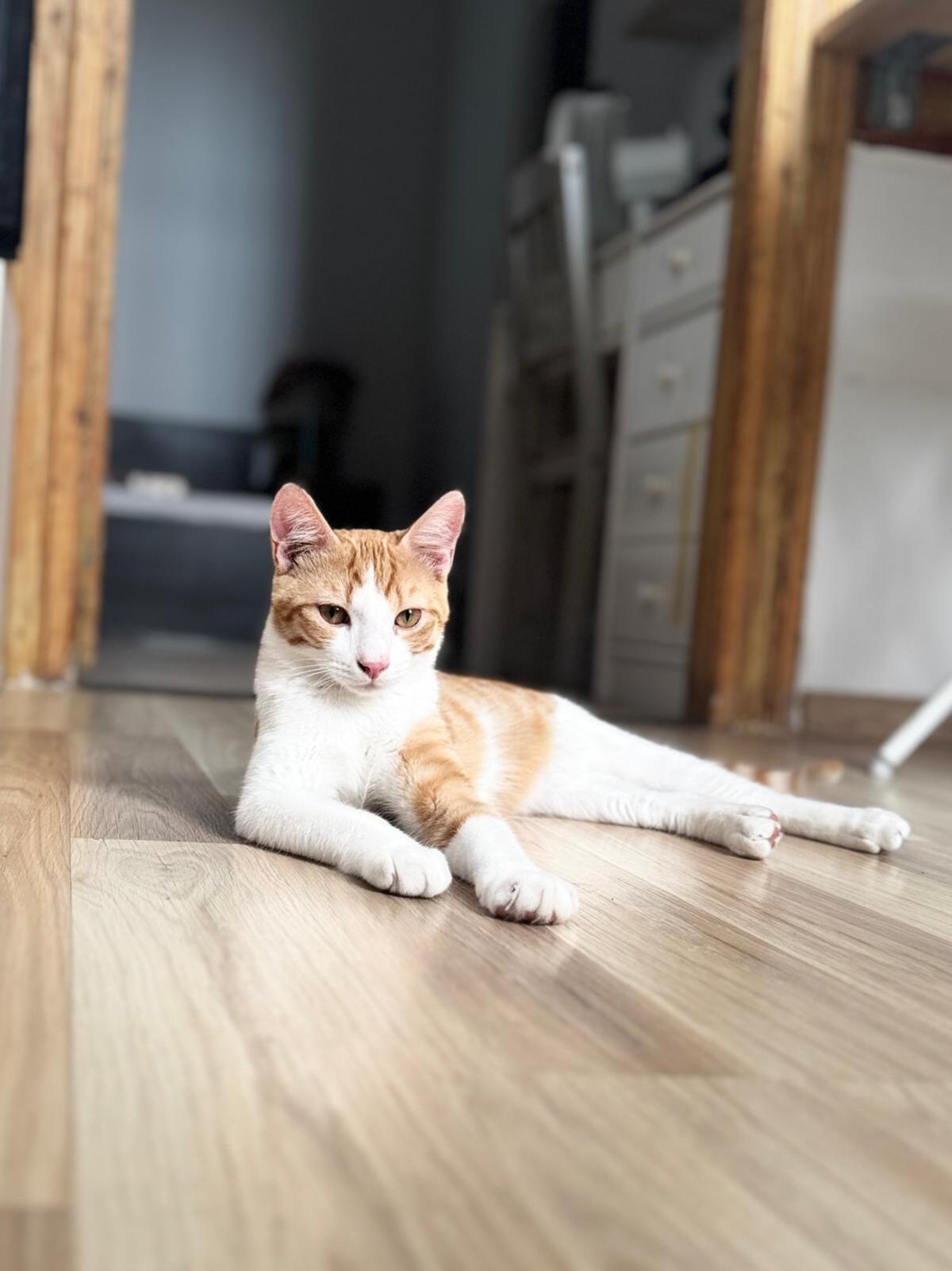 Adoption Chance et Pacha