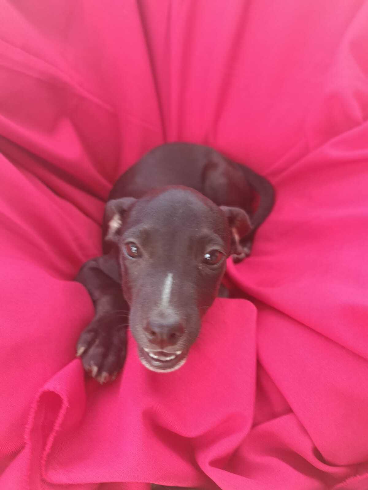 Adoption Nyx