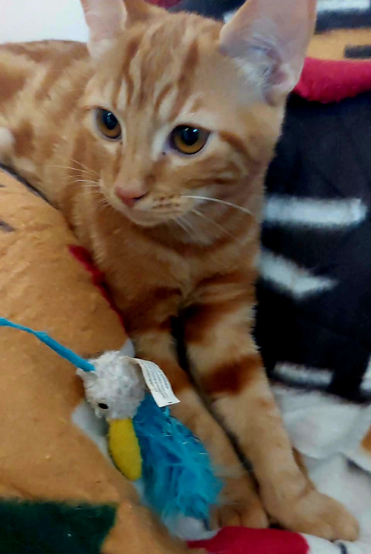 Adoption Babacool