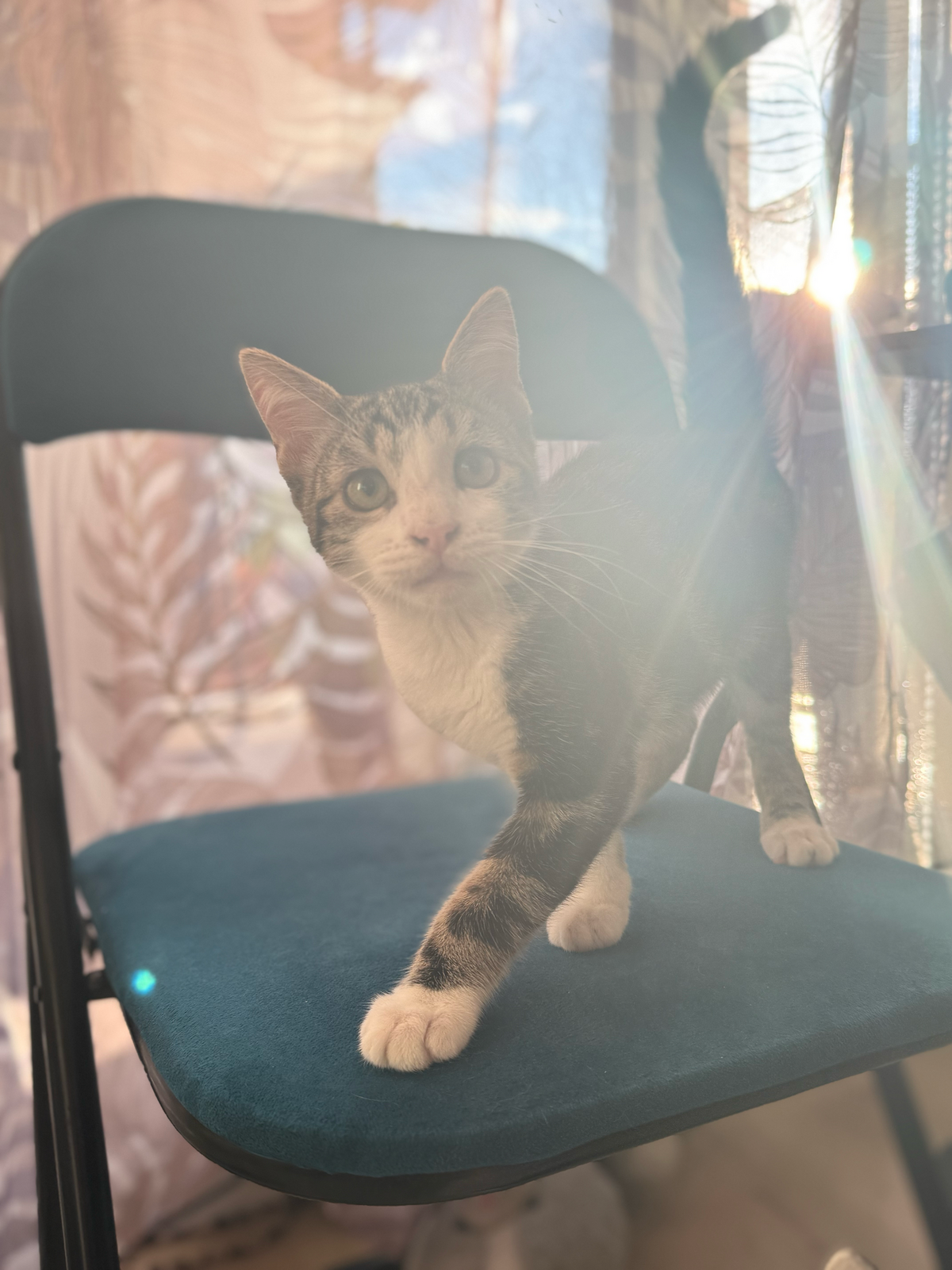 Adoption Kanto 