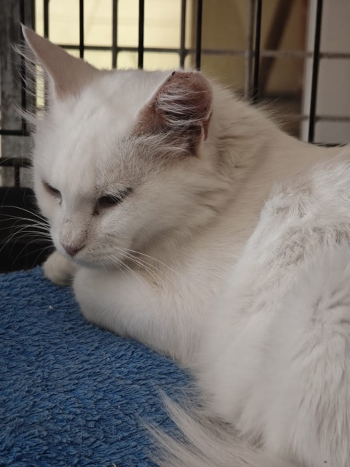 Adoption ECUME