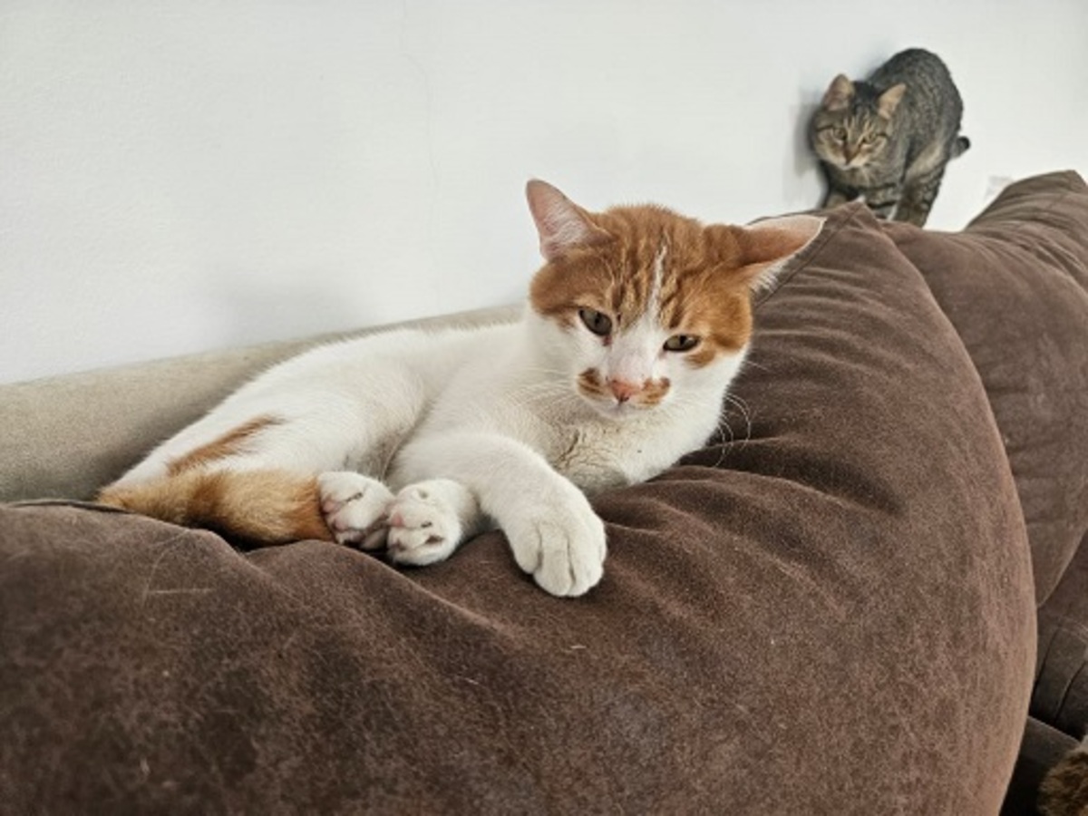 Adoption Taco