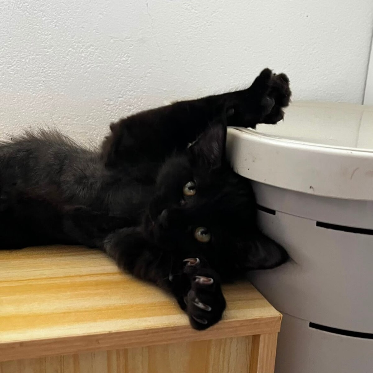 Adoption BONGO