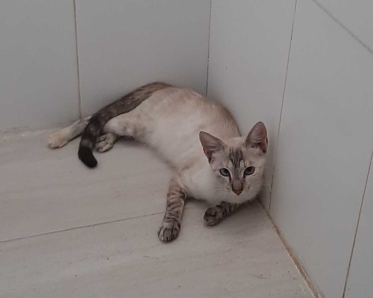 Adoption Luna