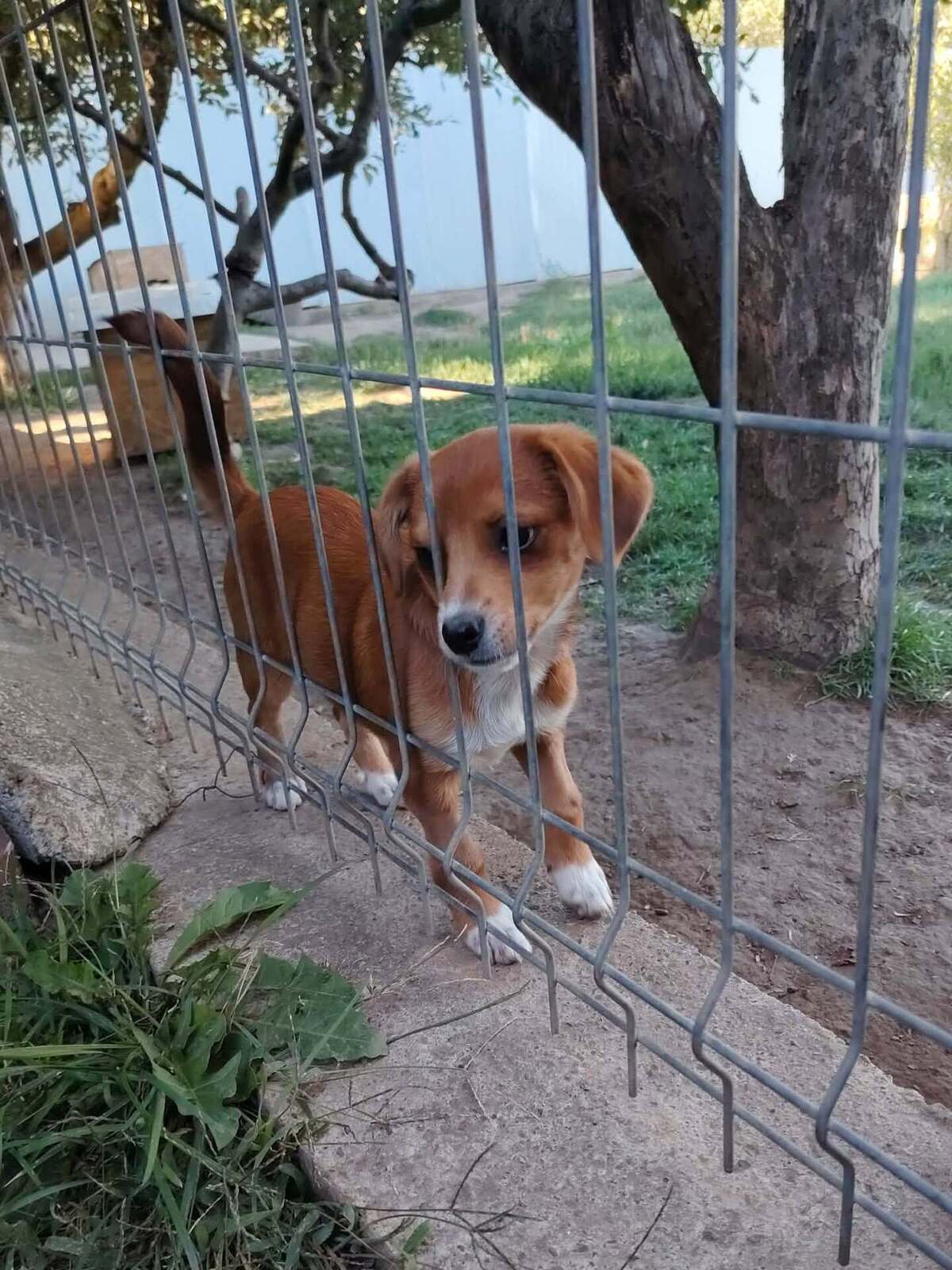 Adoption Shizen