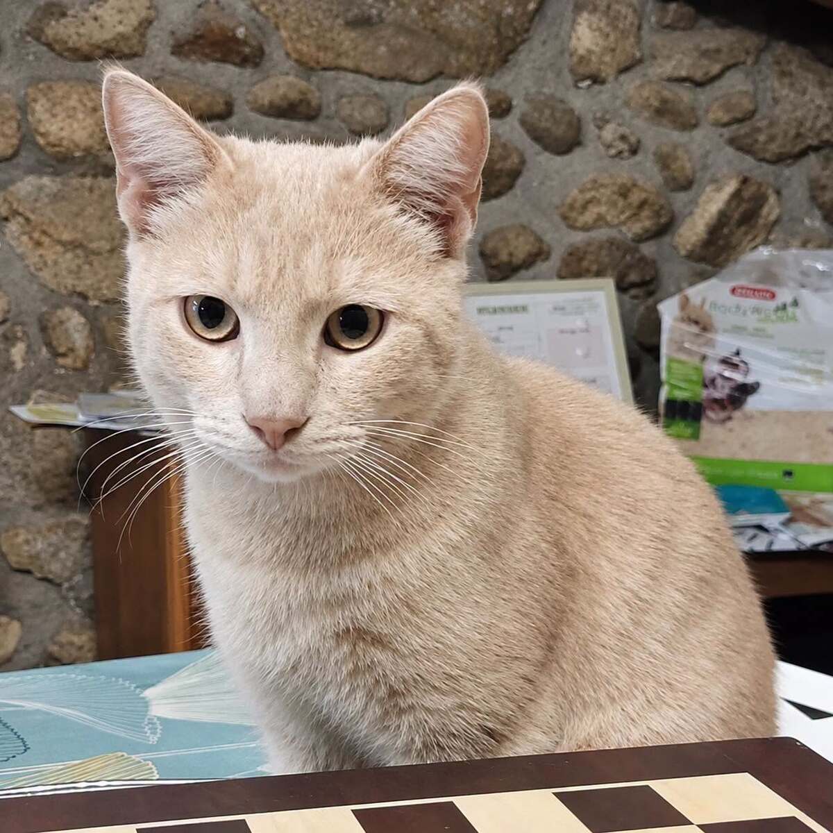 Adoption Yokaï