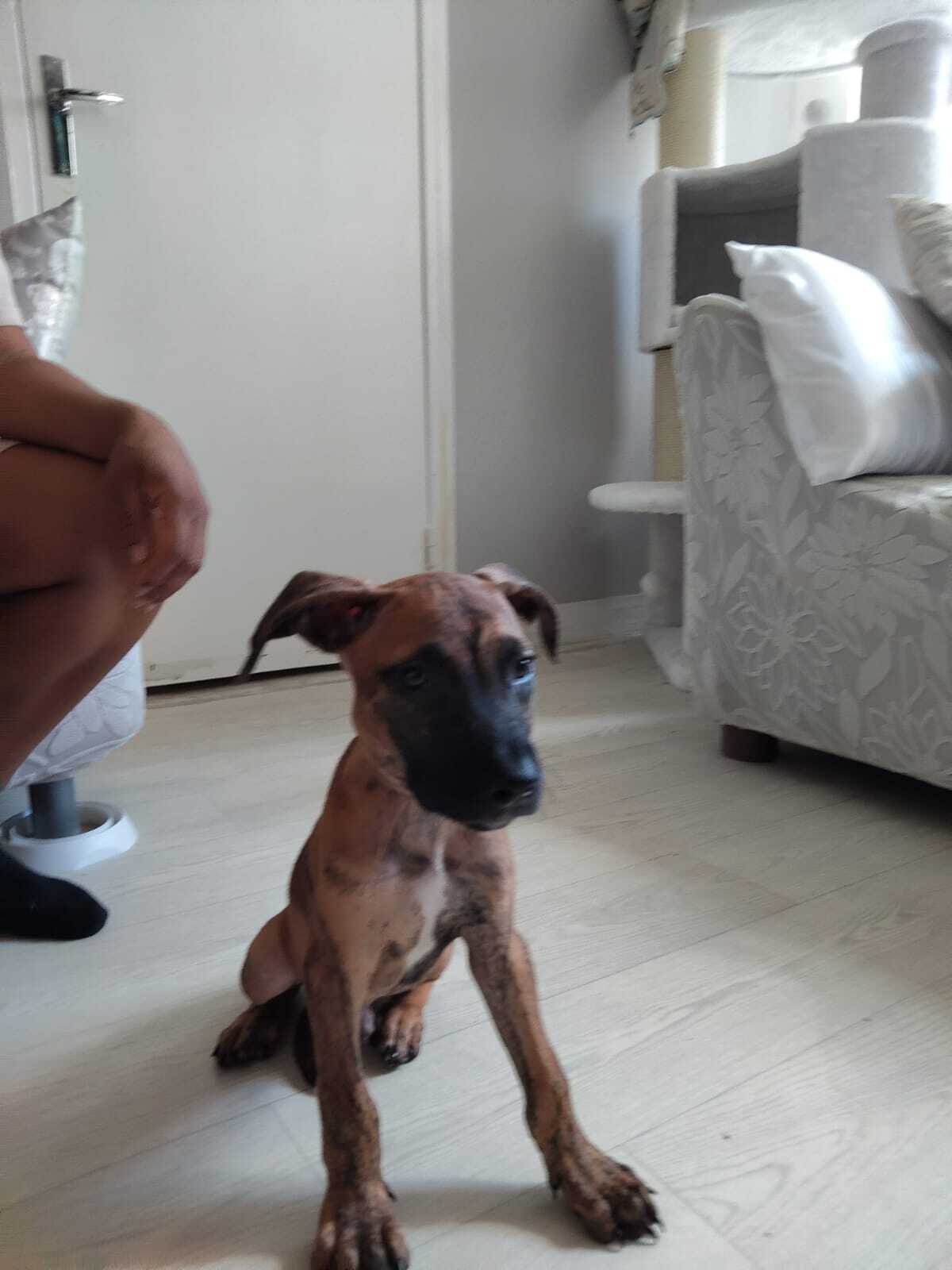 Adoption Junior 