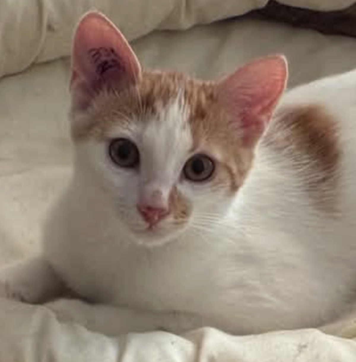 Adoption BISCUIT 